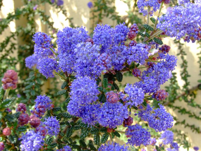 Plant photo of: Ceanothus 'Dark Star'