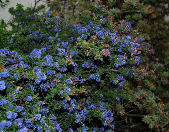 Plant photo of: Ceanothus 'Dark Star'