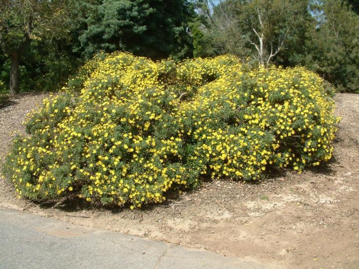 Plant photo of: Euryops pectinatus