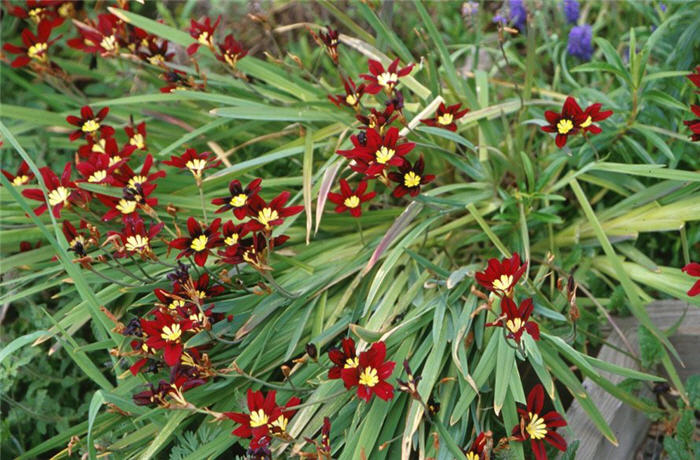 Plant photo of: Sparaxis tricolor