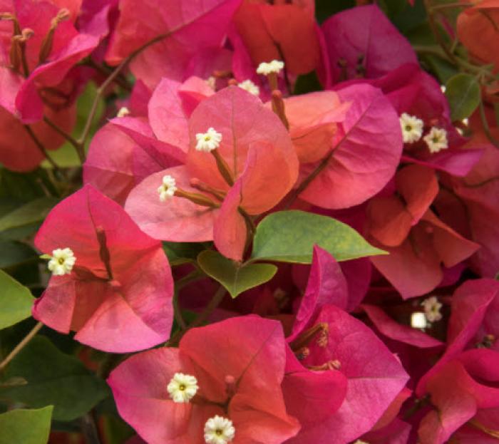 Plant photo of: Bougainvillea 'Camarillo Fiesta'