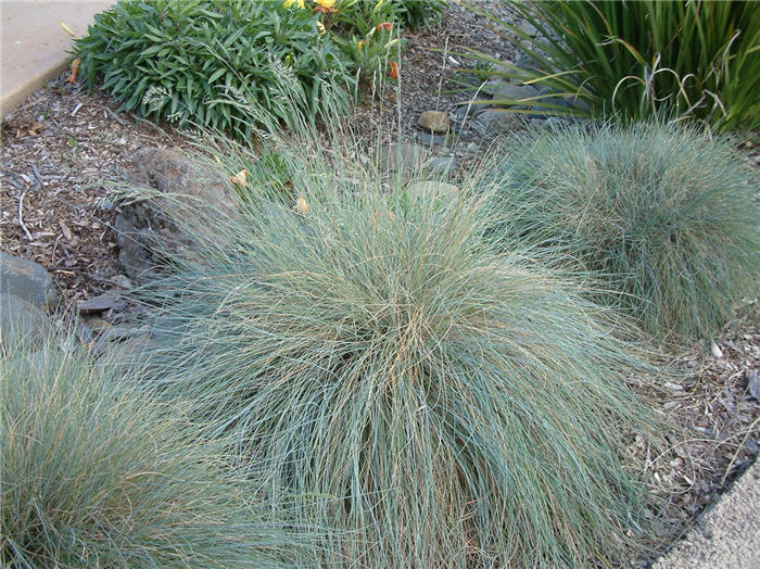 Plant photo of: Festuca glauca