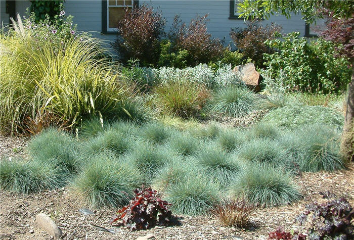 Plant photo of: Festuca glauca