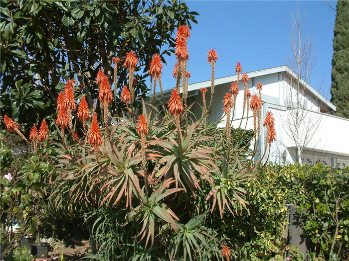 Torch or Candelabra Aloe