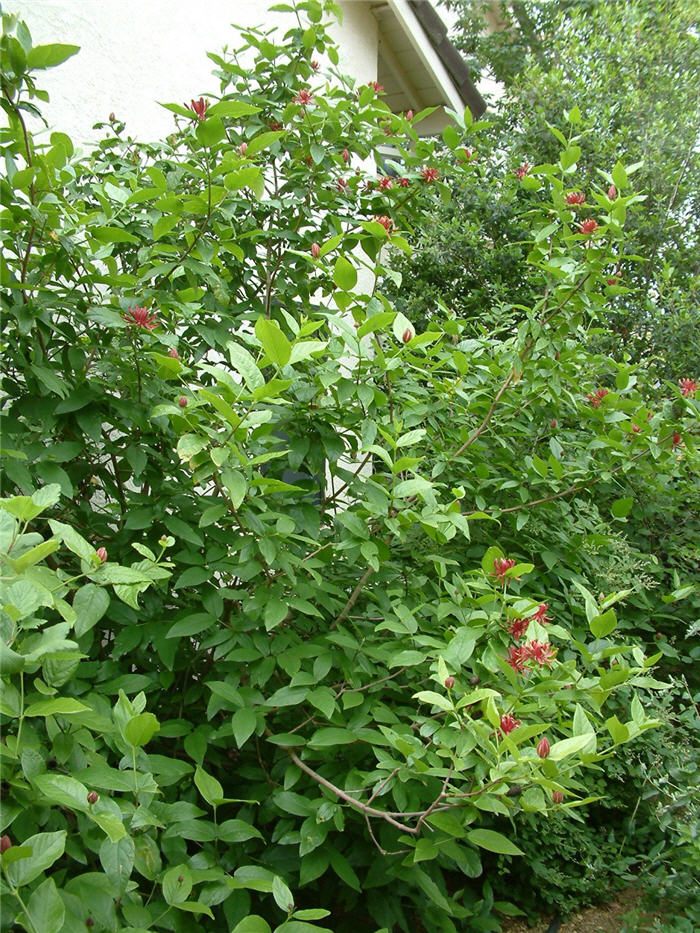 Plant photo of: Calycanthus occidentalis