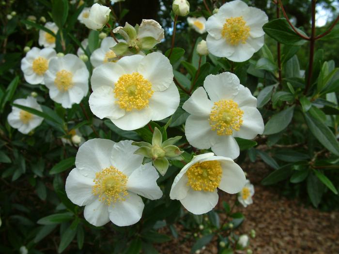 Plant photo of: Carpenteria californica 'Elizabeth'