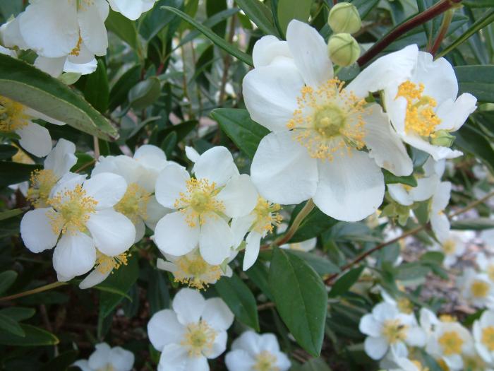 Plant photo of: Carpenteria californica 'Elizabeth'