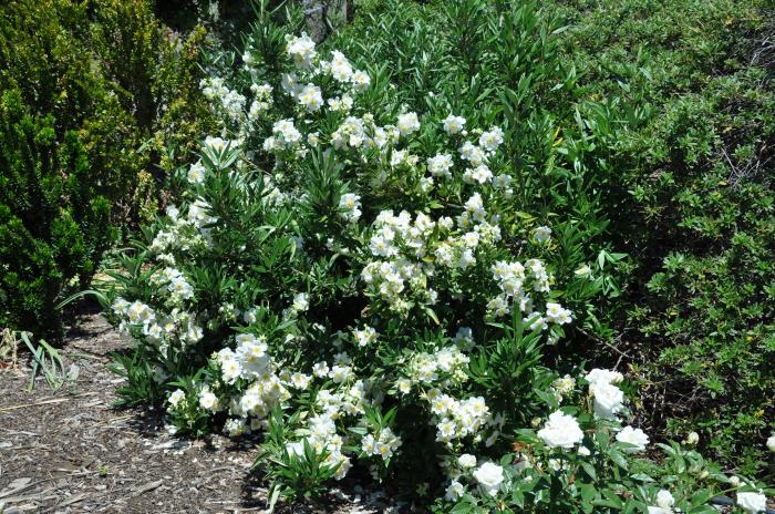 Plant photo of: Carpenteria californica 'Elizabeth'