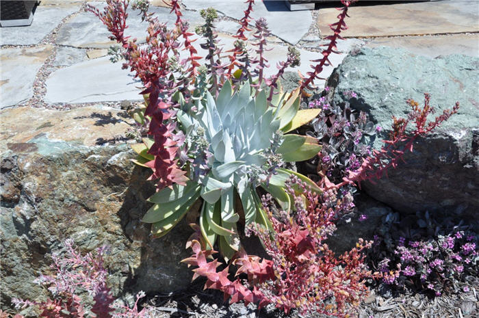 Baja Chalk Dudleya