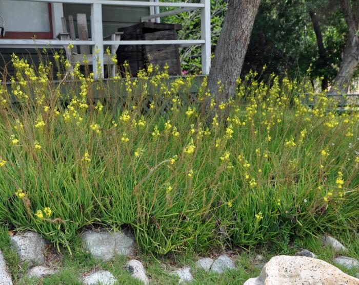 Plant photo of: Bulbine frutescens