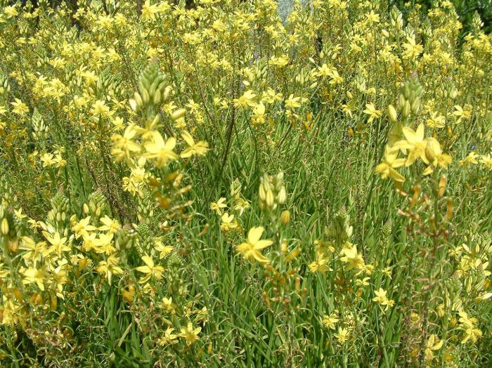 Plant photo of: Bulbine frutescens