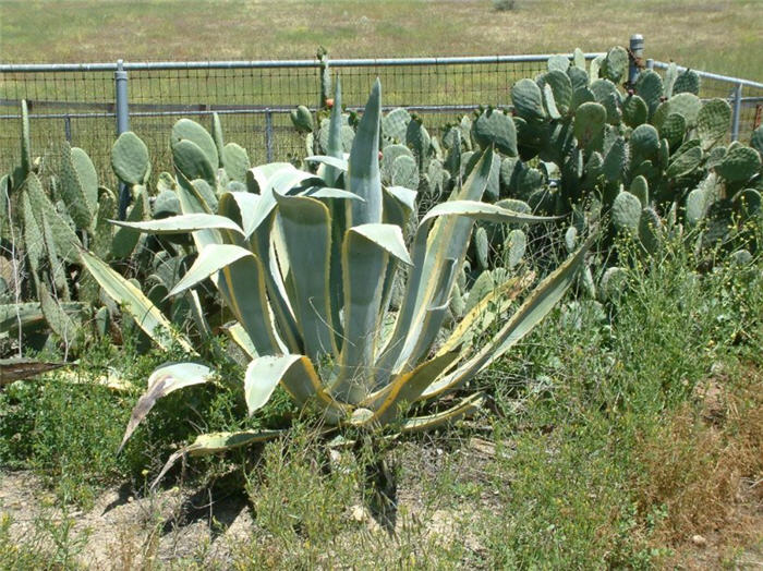 Plant photo of: Agave americana variegata