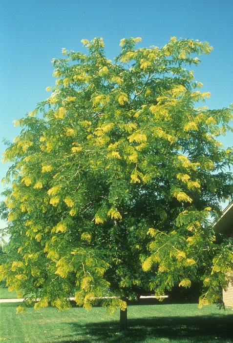 Gleditsia tricanthos inermis 'Shademaste