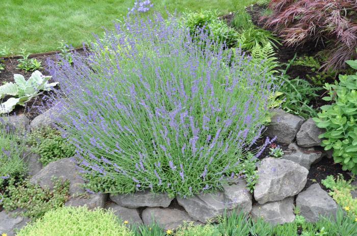 Plant photo of: Lavandula angustifolia 'Hidcote'