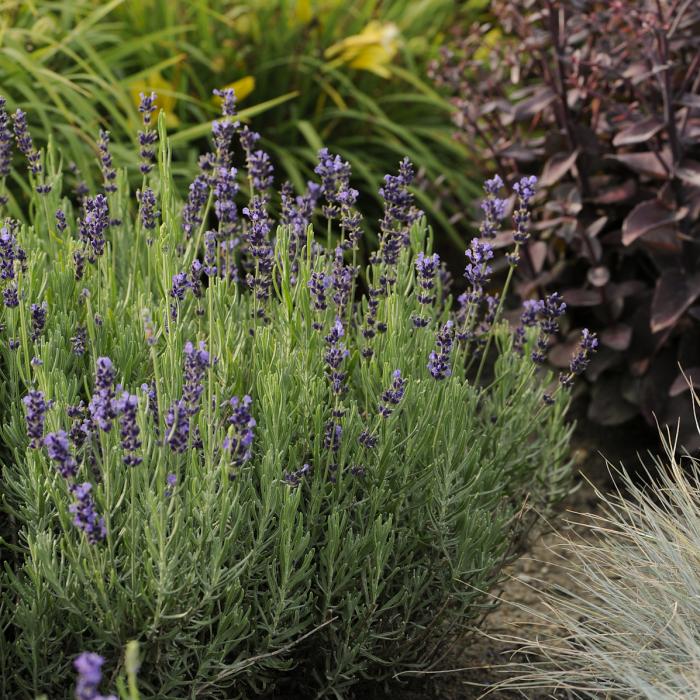 Plant photo of: Lavandula angustifolia 'Hidcote'