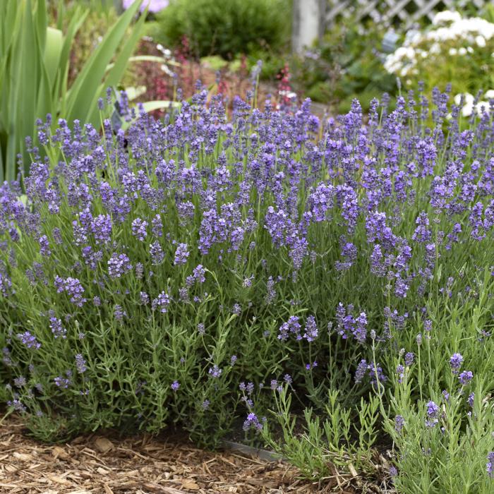 Lavandula angustifolia 'Munstead'