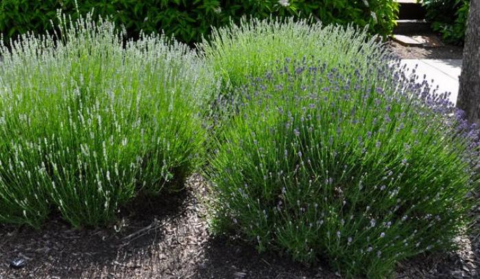 Plant photo of: Lavandula angustifolia 'Munstead'