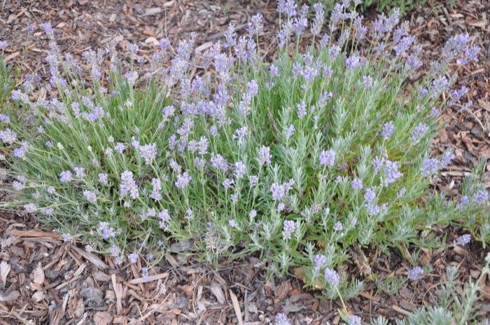 Plant photo of: Lavandula angustifolia 'Munstead'