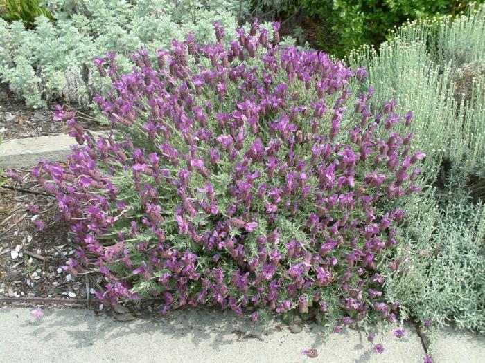 Plant photo of: Lavandula stoechas