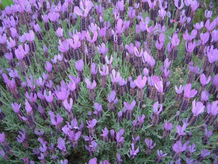 Plant photo of: Lavandula stoechas