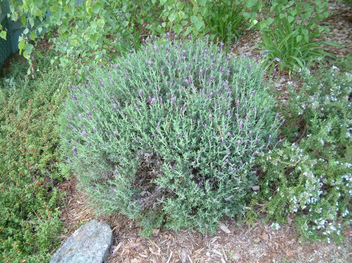 Plant photo of: Lavandula stoechas