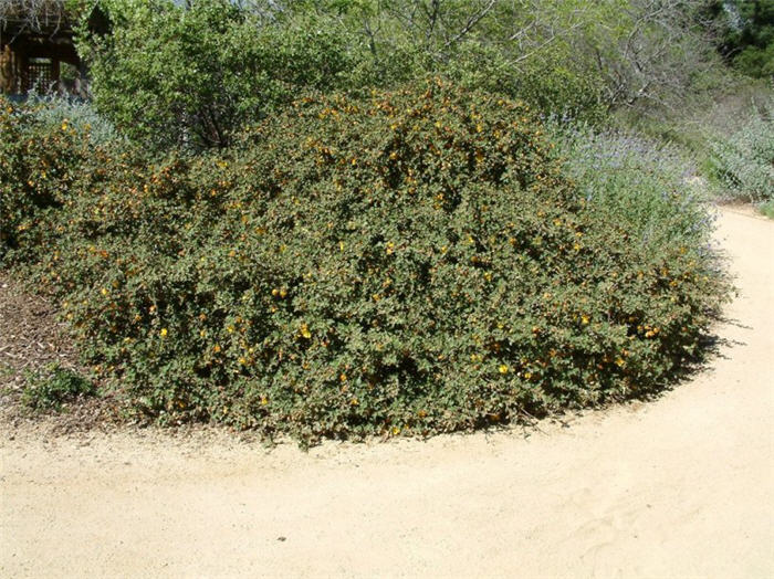 Plant photo of: Fremontodendron californica ssp. decumbe