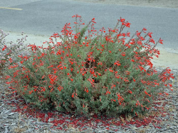 Plant photo of: Epilobium canum