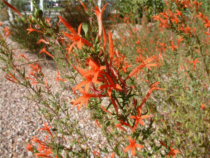 Plant photo of: Epilobium canum