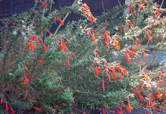 Plant photo of: Epilobium canum