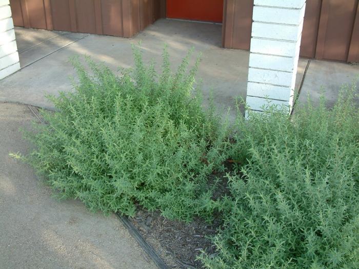 Plant photo of: Epilobium canum