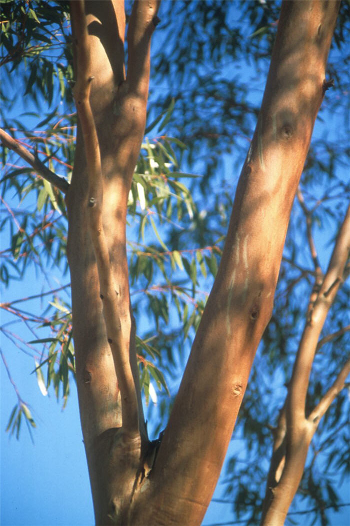 Plant photo of: Eucalyptus salmonophloia