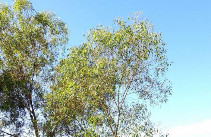 Plant photo of: Eucalyptus salmonophloia