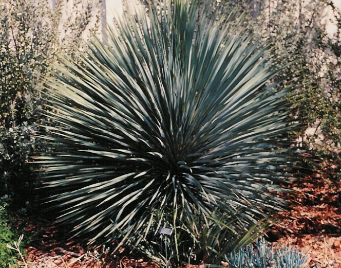 Big Bend Yucca