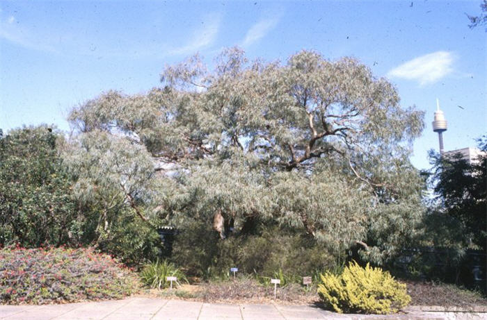 Plant photo of: Eucalyptus nicholii