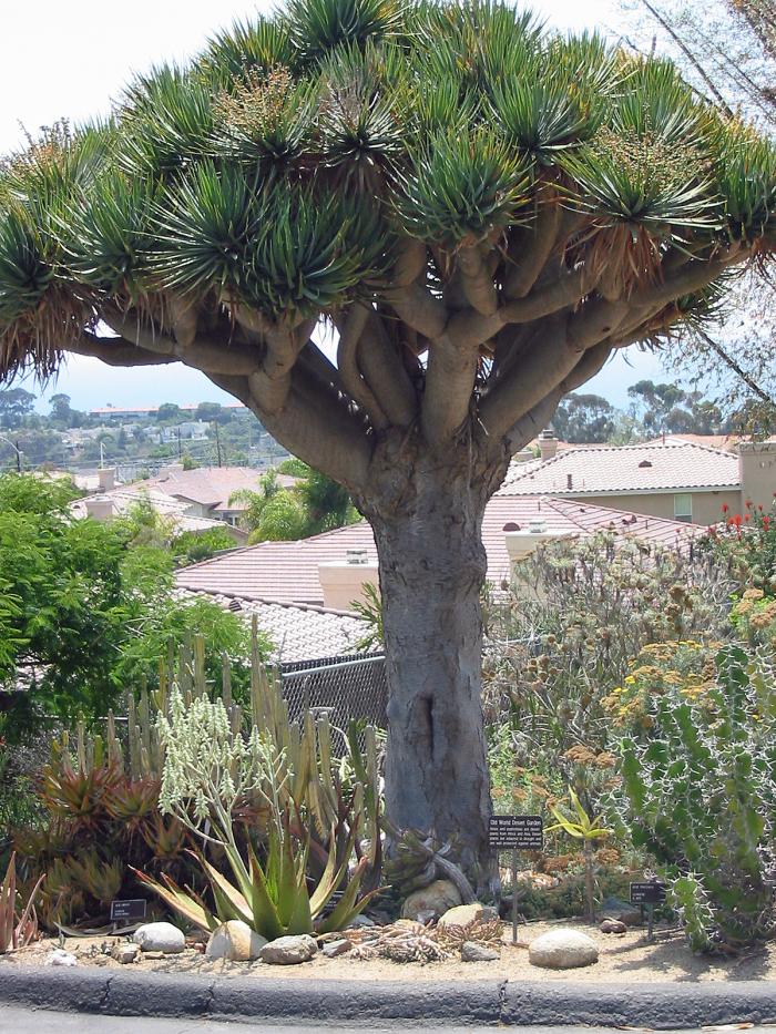 Dragon Tree