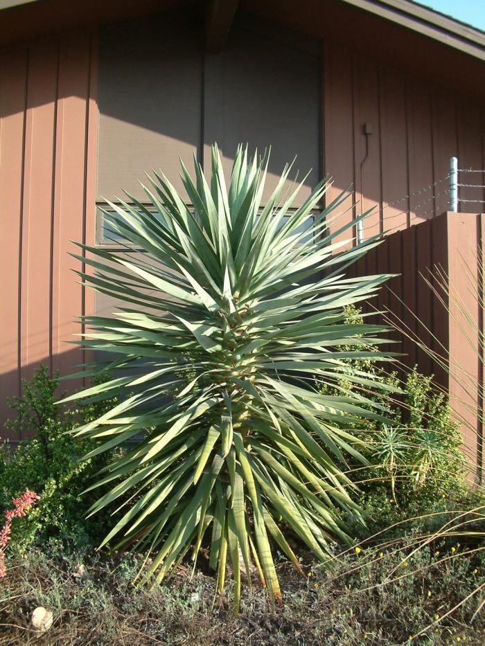 Plant photo of: Dracaena draco