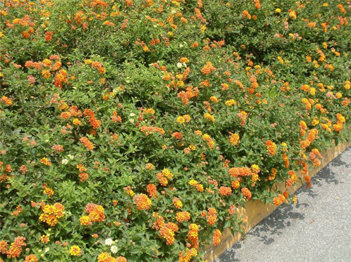 Lantana 'Radiation'