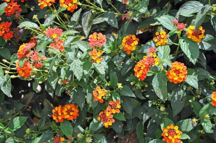 Plant photo of: Lantana 'Radiation'