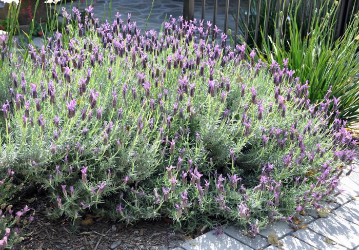 Lavandula stoechas 'Otto Quast'