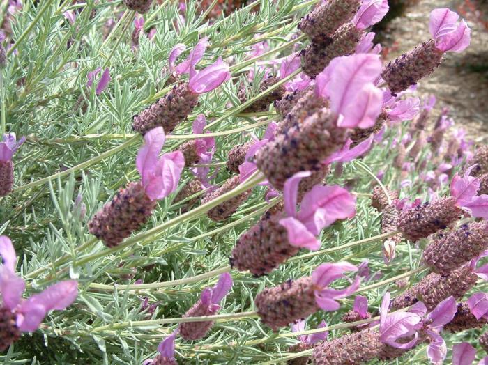 Plant photo of: Lavandula stoechas 'Otto Quast'