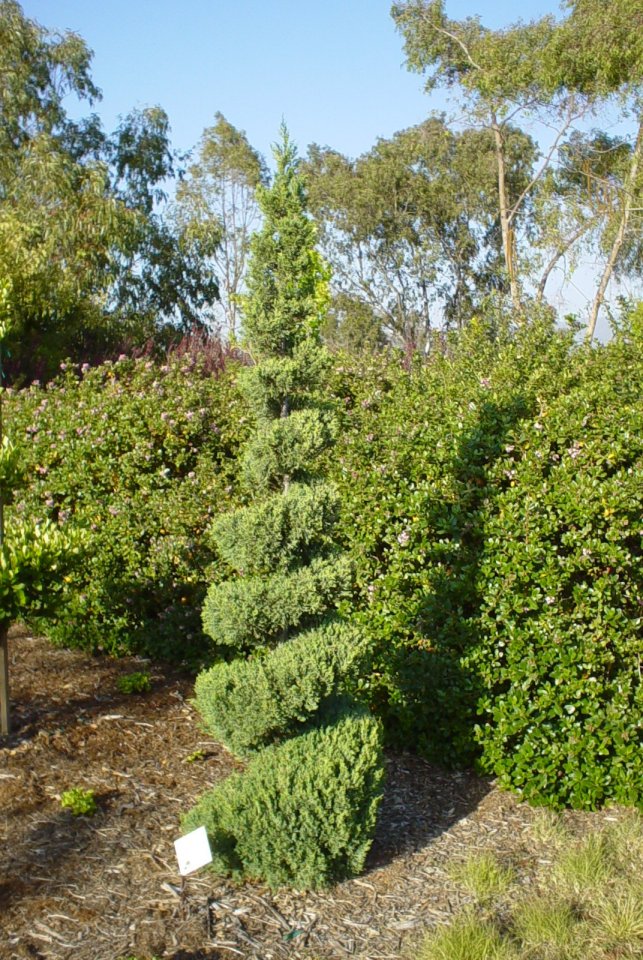 Plant photo of: Juniperus chinensis 'Blue Point'