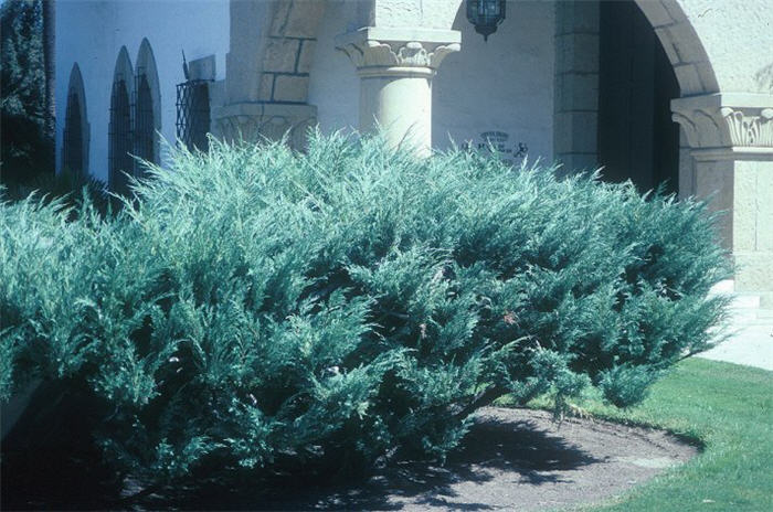 Blue Pfitzer Juniper