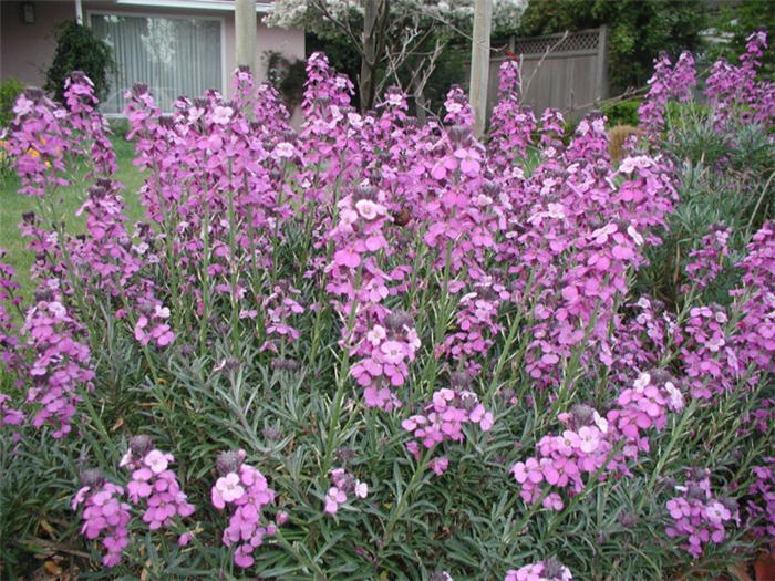 Plant photo of: Erysimum 'Compact Bowles Mauve'