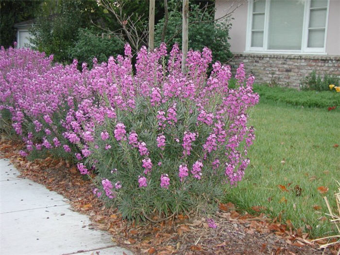 Plant photo of: Erysimum 'Compact Bowles Mauve'