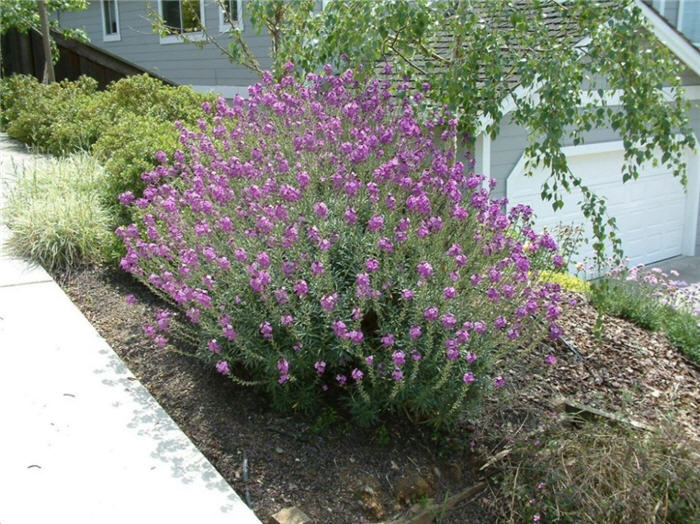 Plant photo of: Erysimum 'Compact Bowles Mauve'