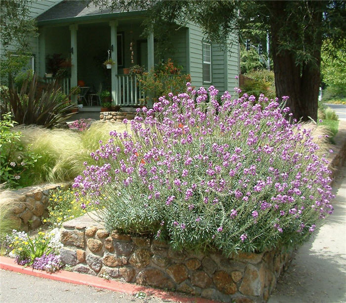 Plant photo of: Erysimum 'Compact Bowles Mauve'