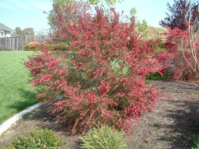 Plant photo of: Leptospermum scoparium 'Red Damask'