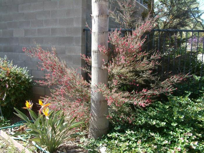 Plant photo of: Leptospermum scoparium 'Red Damask'