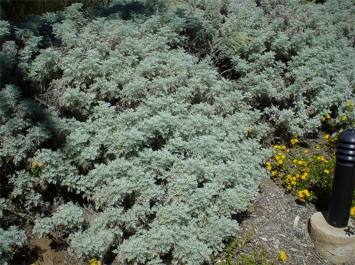 Plant photo of: Artemisia 'Powis Castle'