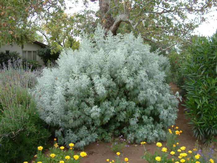 Plant photo of: Artemisia arborescens